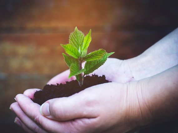 seedling, plant, hand, planting, sprout, tree, leaves, spring, growth, gardening, nature, seedling, seedling, sprout, sprout, sprout, sprout, sprout